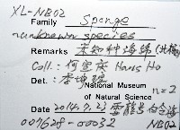 未知種海綿藏品圖，第8張
