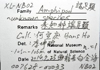 未知種端足類藏品圖，第8張
