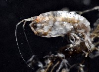 未知種端足類藏品圖，第5張