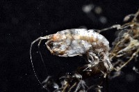 未知種端足類藏品圖，第6張