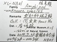 未知種端足類藏品圖，第8張