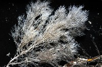 未知種水螅藏品圖，第2張
