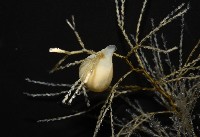 未知種水螅藏品圖，第8張