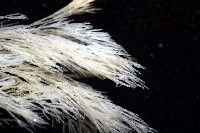 未知種水螅藏品圖，第10張