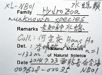 未知種水螅藏品圖，第12張