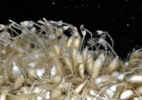 未知種水螅藏品圖，第4張
