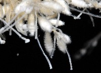 未知種水螅藏品圖，第5張