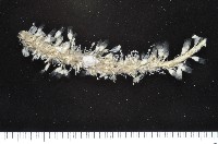 未知種水螅藏品圖，第6張