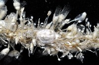 未知種水螅藏品圖，第7張