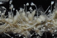 未知種水螅藏品圖，第8張