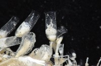 未知種水螅藏品圖，第10張