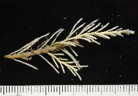 未知種苔蘚蟲藏品圖，第1張