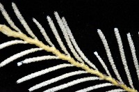 未知種苔蘚蟲藏品圖，第2張