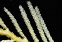 未知種苔蘚蟲藏品圖，第3張