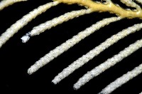 未知種苔蘚蟲藏品圖，第4張