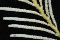 未知種苔蘚蟲藏品圖，第5張