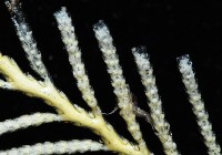 未知種苔蘚蟲藏品圖，第6張