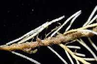 未知種苔蘚蟲藏品圖，第7張