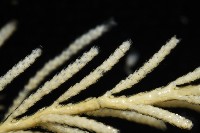 未知種苔蘚蟲藏品圖，第8張