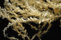 未知種水螅藏品圖，第3張