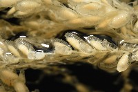 未知種水螅藏品圖，第4張