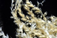 未知種水螅藏品圖，第5張