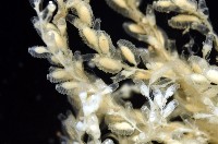 未知種水螅藏品圖，第6張