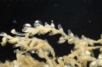 未知種水螅藏品圖，第7張