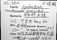 未知種水螅藏品圖，第8張