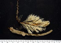未知種苔蘚蟲藏品圖，第1張
