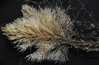 未知種苔蘚蟲藏品圖，第2張