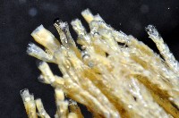 未知種苔蘚蟲藏品圖，第3張