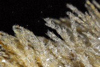 未知種苔蘚蟲藏品圖，第4張