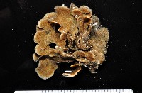 未知種苔蘚蟲藏品圖，第1張