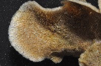 未知種苔蘚蟲藏品圖，第2張
