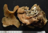 未知種苔蘚蟲藏品圖，第3張