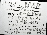 未知種苔蘚蟲藏品圖，第8張