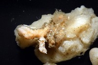 未知種海綿藏品圖，第2張