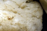 未知種海綿藏品圖，第4張