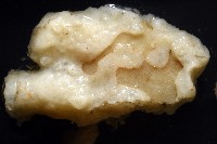 未知種海綿藏品圖，第6張