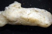 未知種海綿藏品圖，第7張