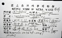 未知種海綿藏品圖，第8張
