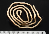 未知種多毛類藏品圖，第1張