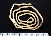 未知種多毛類藏品圖，第2張