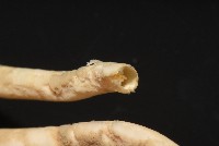 未知種多毛類藏品圖，第6張