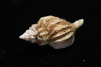 未知種峨螺藏品圖，第5張