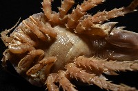 南極劍突水虱藏品圖，第8張