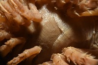 南極劍突水虱藏品圖，第9張