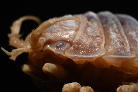 南極劍突水虱藏品圖，第12張
