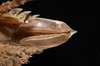 南極劍突水虱藏品圖，第14張